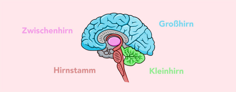 Aufbau Des Gehirns - Das Wunderorgan Einfach Erklärt