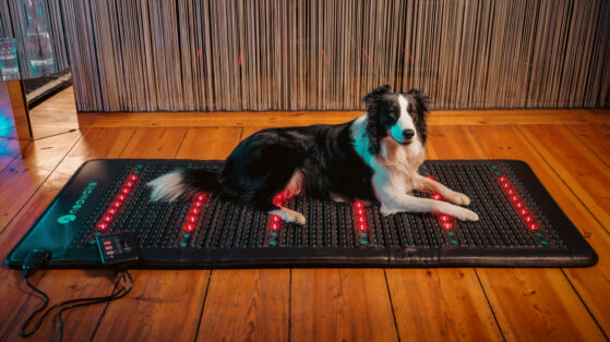 Border Collie Hund mit Arthrose liegt auf der neowake® Frequenzmatte.