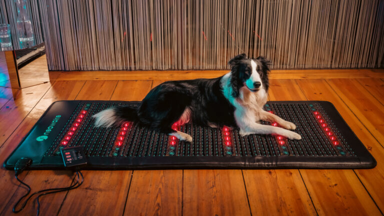 Border Collie Hund mit Arthrose liegt auf der neowake® Frequenzmatte.