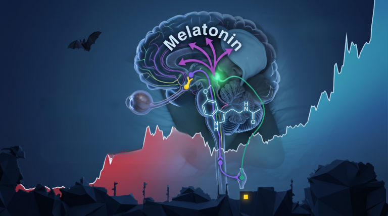 Eine detaillierte biologische Infografik im 16:9 Querformat, die den Melatonin-Regulierungskreislauf im menschlichen Gehirn bei Nacht darstellt. Die Grafik zeigt einen anatomischen Querschnitt des Gehirns und Hirnstamms, in den die schlafende Frau mit Augenmaske aus image_1.png eingebettet ist. Über dem Gehirn thront das Wort "Melatonin" mit den branching lila Pfeilen, die die Verteilung anzeigen. Ein Pfeil beschriftet mit "Dunkel" führt von einem Auge am unteren Rand zu einem gelben Kern, dem Nucleus suprachiasmaticus, der wiederum eine leuchtend grüne Zirbeldrüse (Glandula pinealis) aktiviert. Über der schlafenden Frau ist die chemische Struktur von Melatonin in weißer Schrift zu sehen. Ein großer, stufenförmiger Datengraph, der von Rot nach Blau übergeht. Am unteren Rand ist die dunkle Stadt-Silhouette mit dem einzelnen Fenster und der fliegenden Fledermaus zu sehen. Die gesamte Komposition ist kühles Dunkelblau, mit allen deutschen Labels präzise platziert.